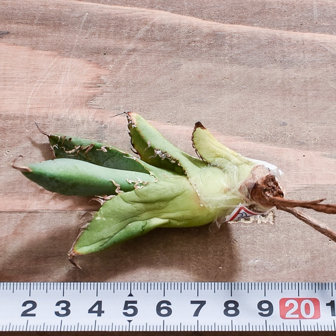 アガベチタノタ清櫻 lize血統親株 子株2株付き 大白鯊 皇冠 悪魔 麻花龍