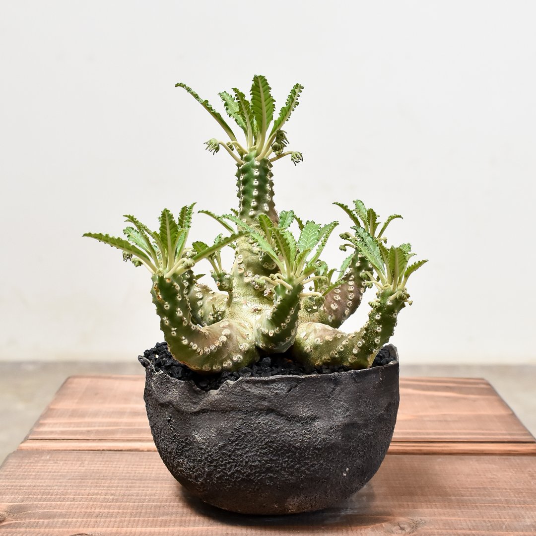 ドルステニア　ラブラニー雌雄セット ドルステニア ラブラニー雌雄セット