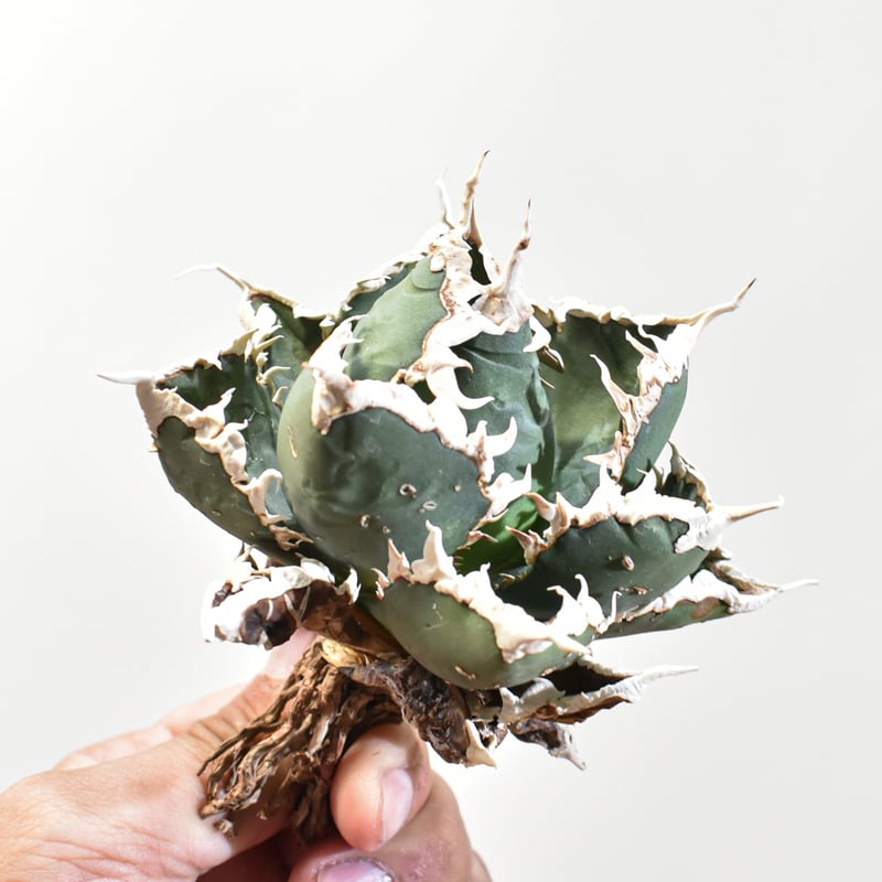 アガベ チタノタ 