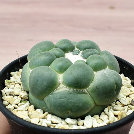 コリファンタ 刺無象牙丸 【カキ仔】RFHK-301