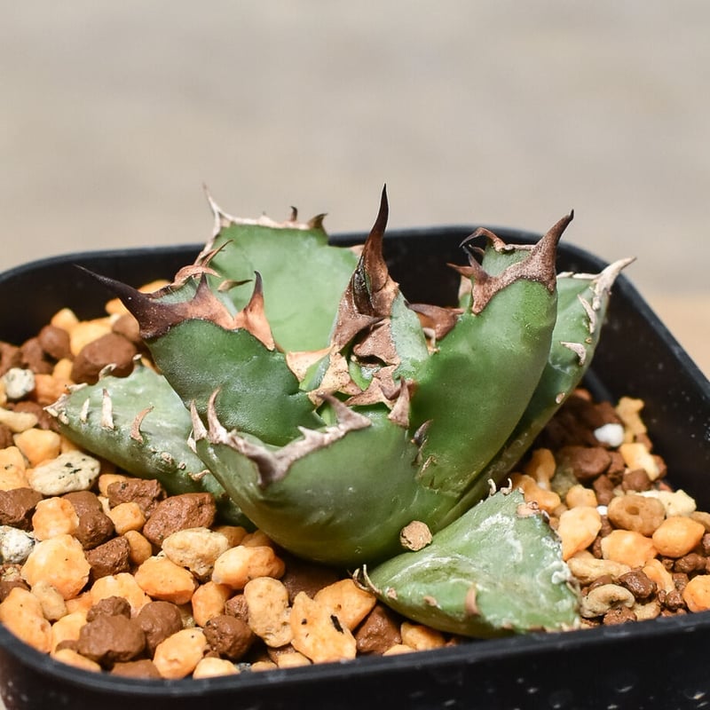 多肉植物 アガベ チタノタ 白鯨 子株 36株同梱 厳選個体