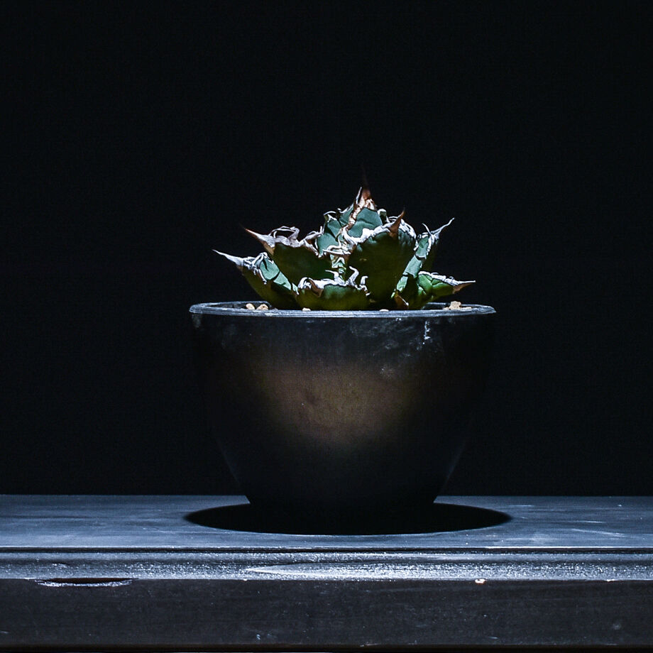 アガベ チタノタ シーザー (発根済み) RF22676 | RAFLUM / ラフラム｜東