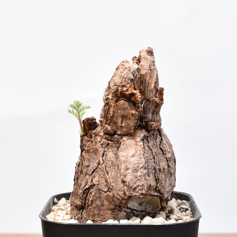 ペラルゴニウム トリステ・チレコドン ペアルソニー 現地球