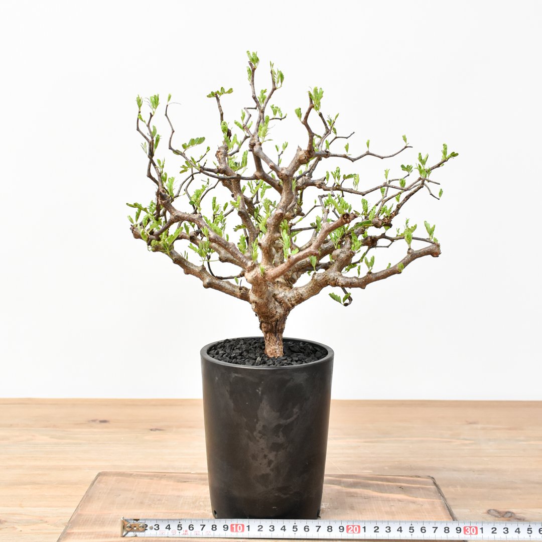 センナ メリディオナリス 【発根済み】RFKN25011194 | RAFLUM