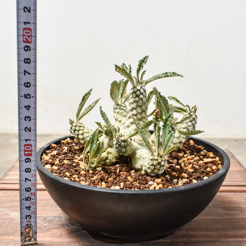 ドルステニア ラブラニー L【発根済み】GM2401762(T) | RAFLUM / ラフ