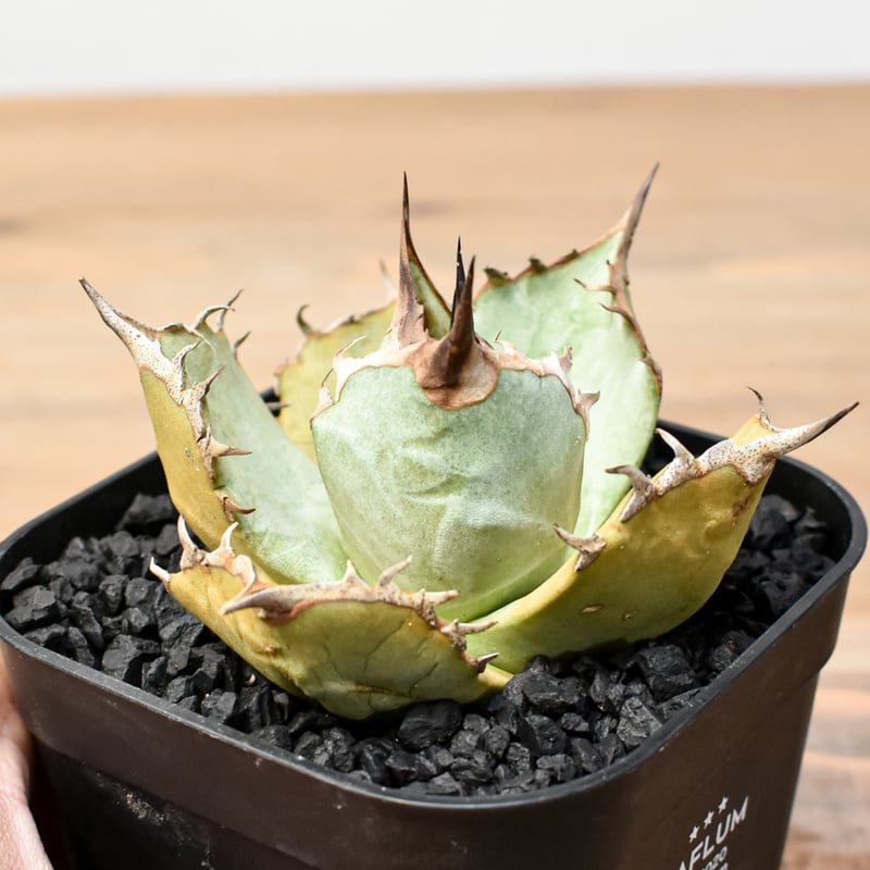 アガベ チタノタ トーチ 