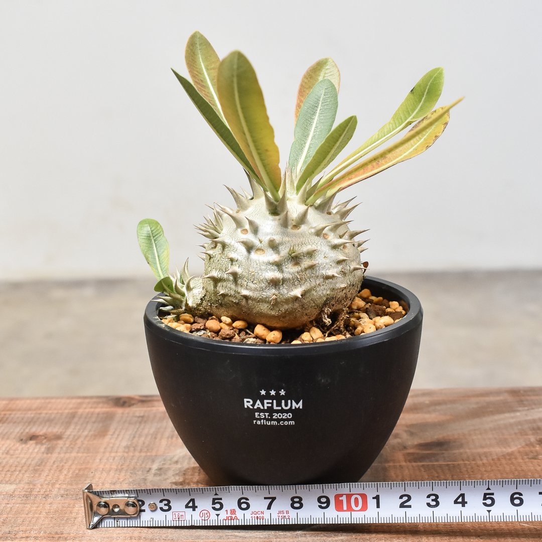 パキポディウム・デンシカウレ 