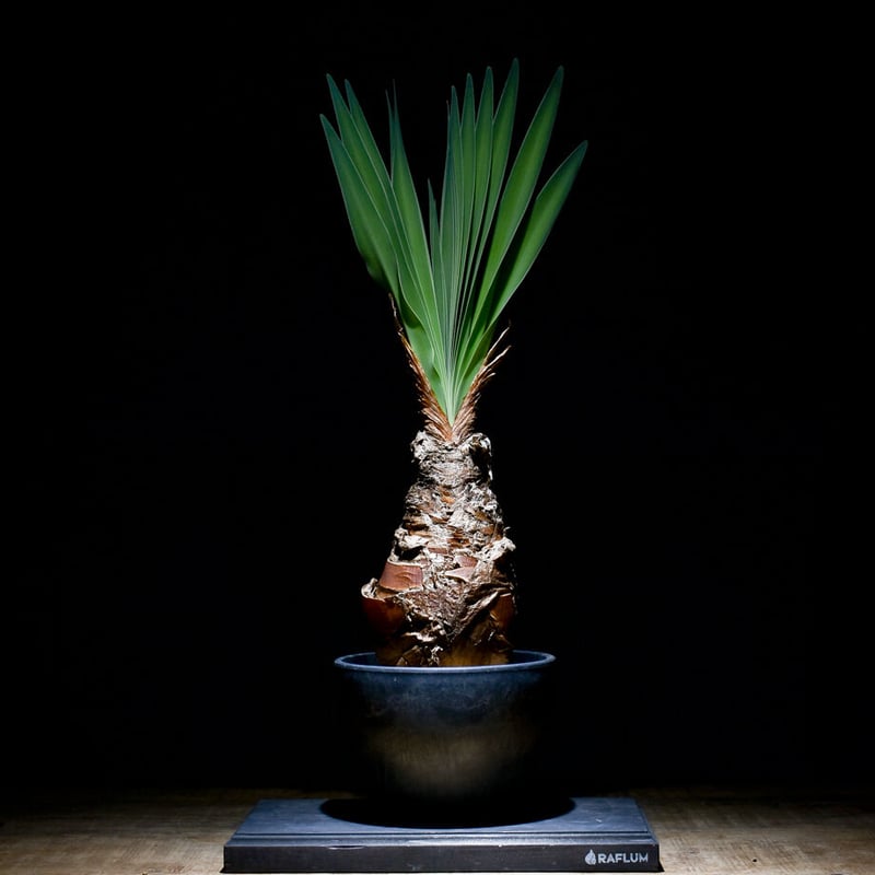 ブーファン ディスティチャ （発根済み）RF22464 | RAFLUM / ラフラム