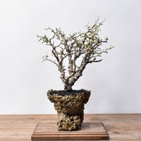 コミフォラ カタフ（ターカネンシス）（発根済み）RF22649 | RAFLUM