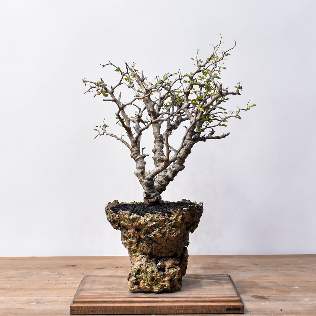 センナ メリディオナリス Senna meridionalis 発根済の特大株 fit=scale-down,w=1200