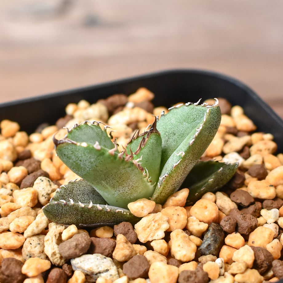 66bc6f8881cb290031b6e449