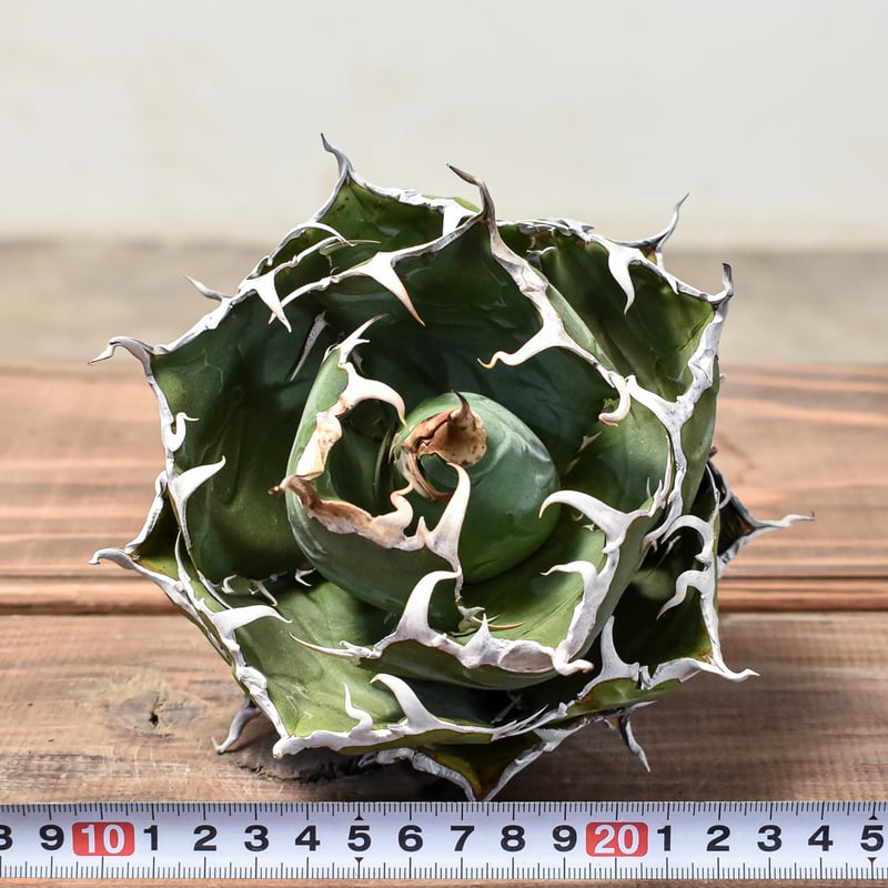 アガベ チタノタ “精品白鯨” 【台湾 dragon agave産/抜き苗/中株】2