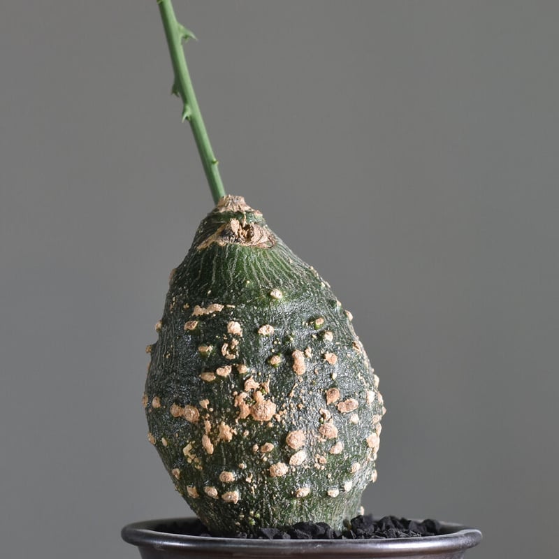 アデニア グロボーサ【塊根部が大きくゴツゴツした人気の優良株