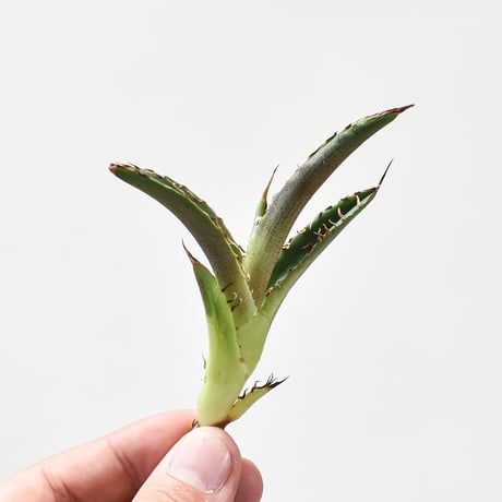 アガベチタノタチーター | STORES