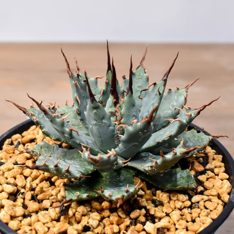 アガベハイブリット吉巴羅特白肌怒雷神×血 | STORES