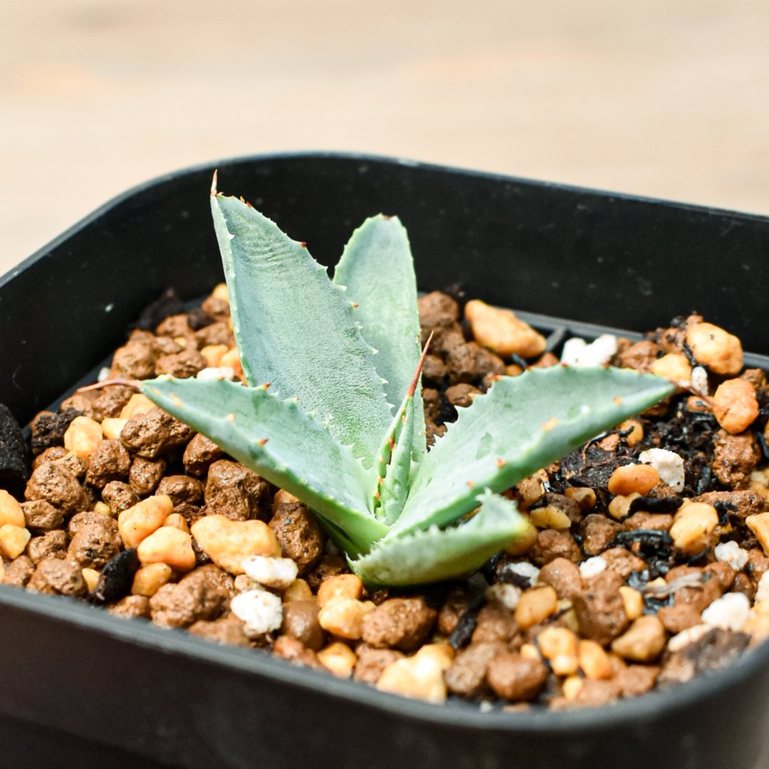 アガベ 特白肌怒雷神×血妖 子株 アガベ ハイブリット 