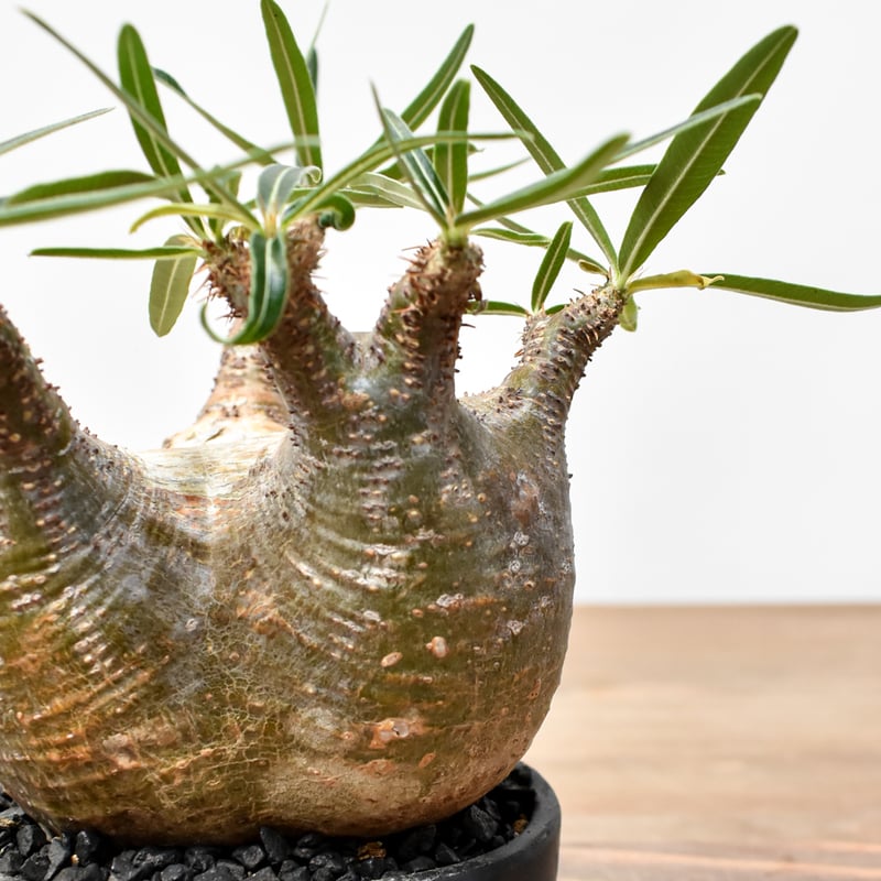 WACK” ON YOUR SIDE】パキポディウム グラキリス WACK-B099 |