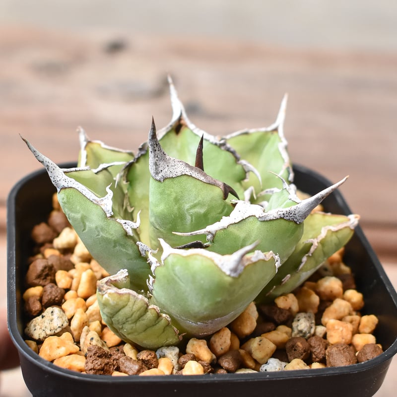 アガベ チタノタ 