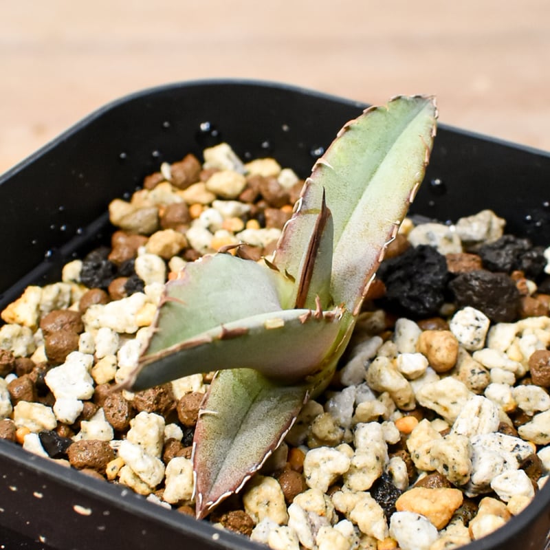 RAFLUM育成株 5個セット】アガベ Uriel oteroi seeding / ウリエ