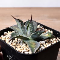 アガベ ハイブリット （パラサナ、イシスメンシス）× 曙光【台湾botanical_seeker産】A RF25011561