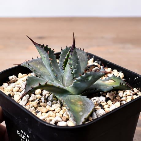 植木鉢 12個セット売り 塊根植物 コーデックス アガベ 植木鉢 12個セット売り 塊根植物 コーデックス アガベ