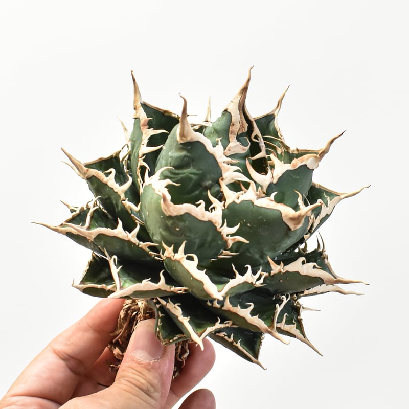 5CLAW】アガベ チタノタ 