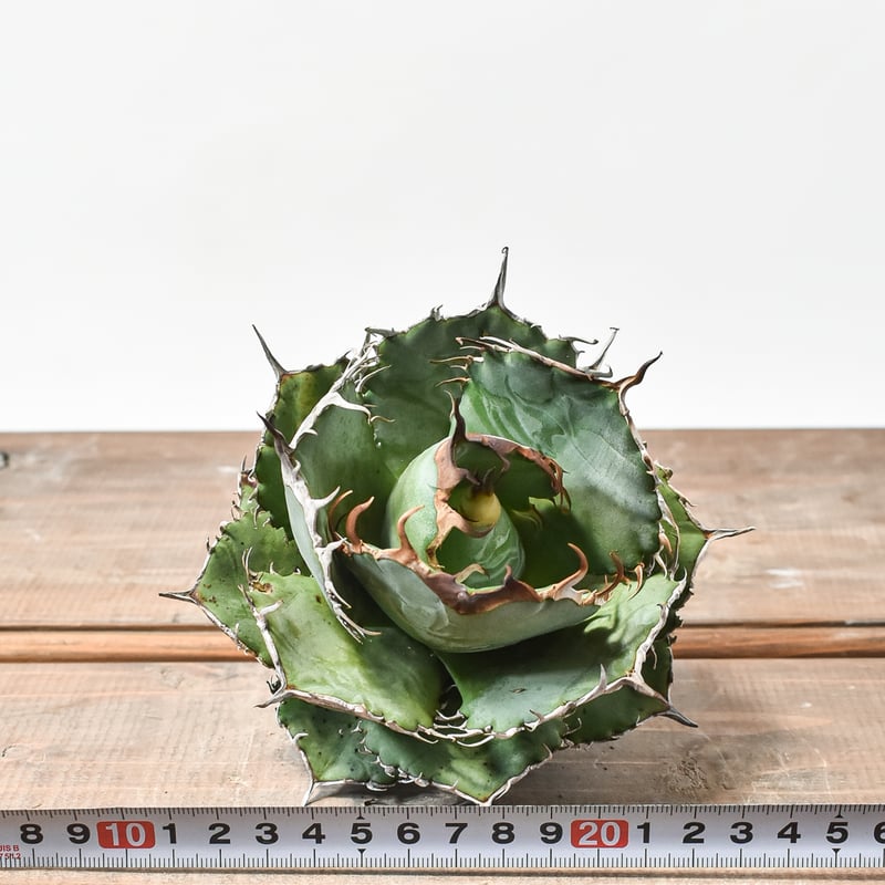 国内実生最高峰】アガベ オテロイ【OSPセレクト株 / 抜き苗 / 実生】21