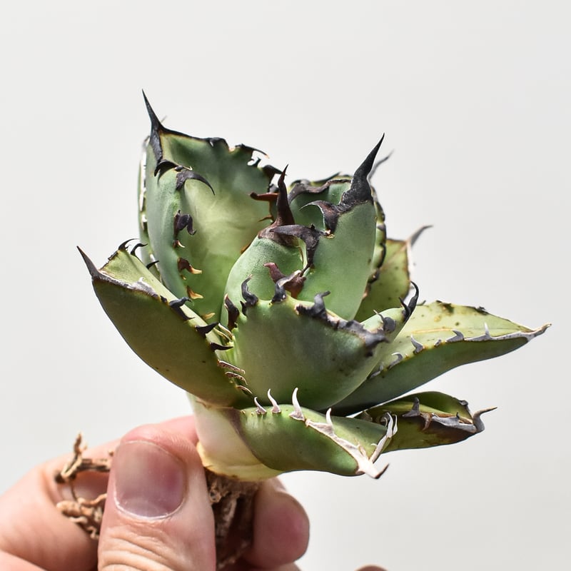 アガベ チタノタ 黒鯨 【台湾産/抜き苗】DG2400594(T) | RAFLUM / ラフ