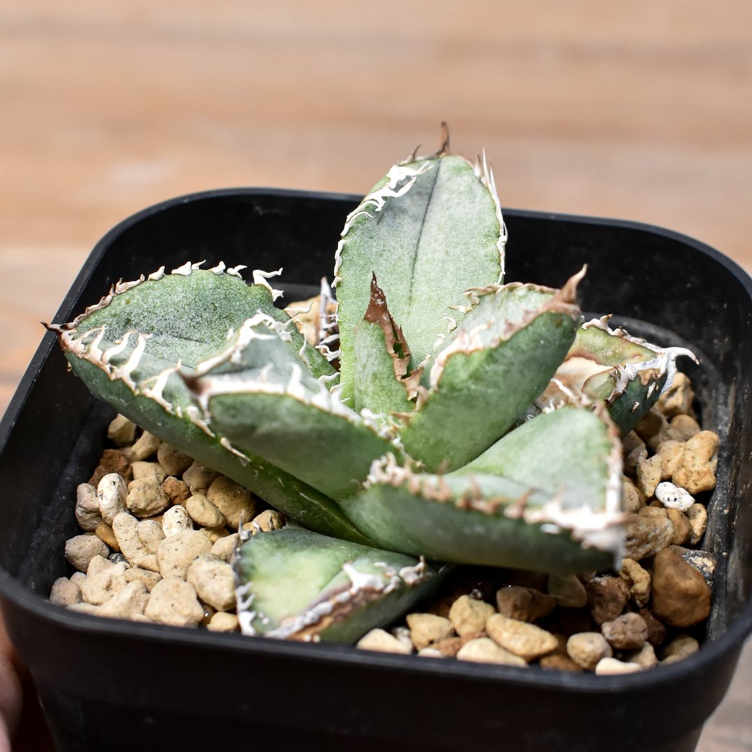 アガベ チタノタ 