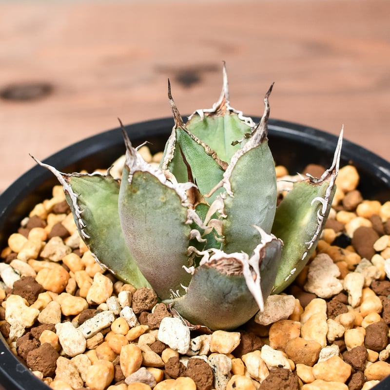 アガベ チタノタ 