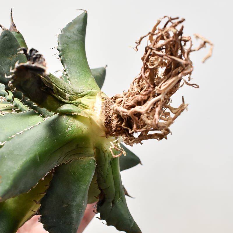 アガベ チタノタ ソーラーエクリプス 