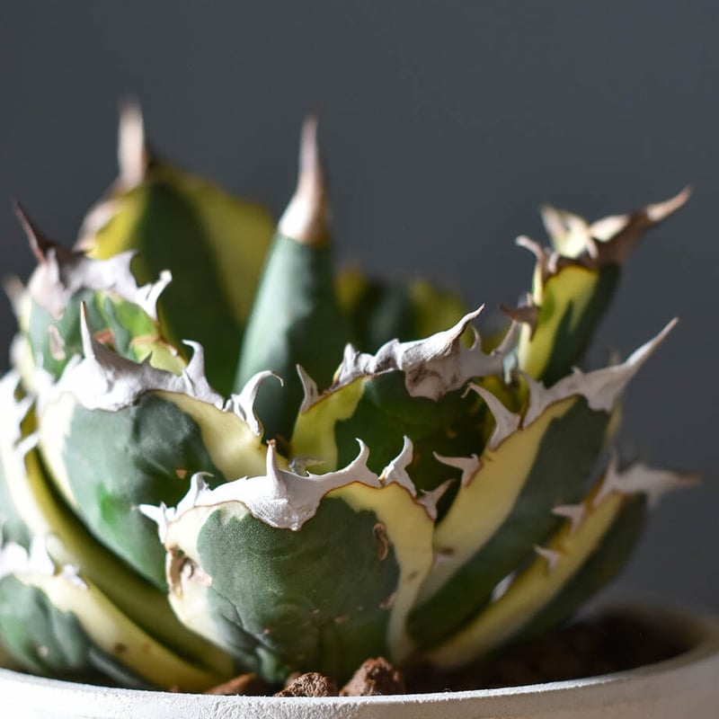 夏セールアガベ チタノタ スナグルトゥ－ス ‼️ 胴切り株栽培10680→9680 アガベ チタノタ スナグルトゥース OC株 美株 Agave titanota Snaggle