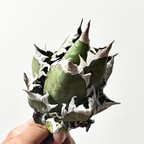 アガベ チタノタ "精品レッドキャットウィーズル" / 精品赤猫 , 精品紅猫  【台湾 dragon agave産/中株/抜き苗】B42