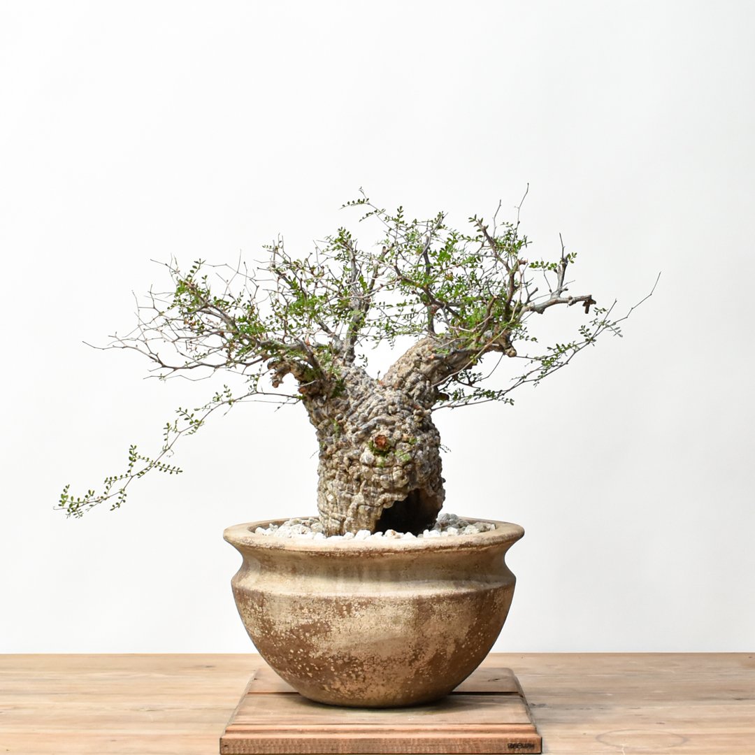 御神木　オペルクリカリア・パキプス　発根済み　盆栽 RAFLUMコレクション】オペルクリカリア パキプス 