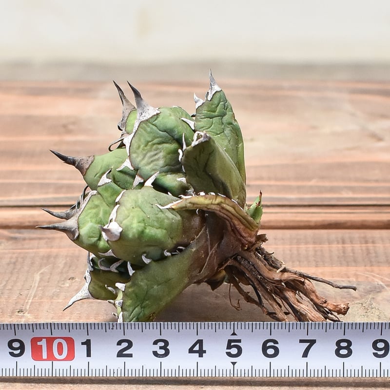 アガベ　チタノタ　姫厳龍　親株出品　子株つき　コレクション　ボールタイプ Agave titanota “姫厳龍” / 特選！台湾輸入株 子株付き 親株 / 4号
