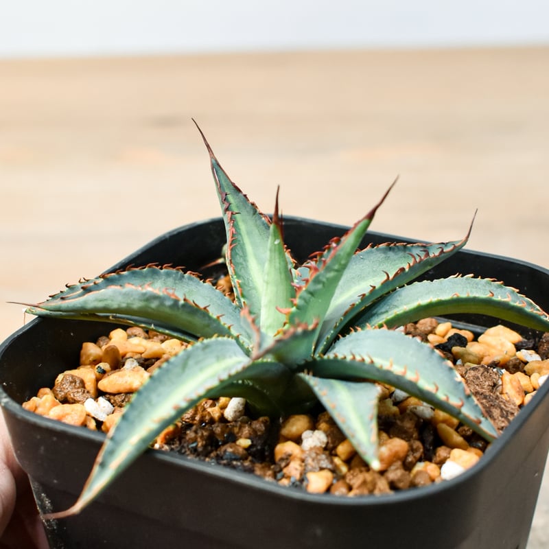 アガベ ハイブリット 