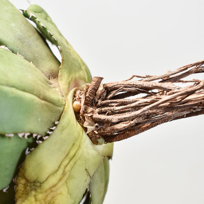 アガベ チタノタ 巨獣 【台湾 dragon agave産/抜き苗/中株】DG2401192