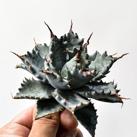 アガベ ハイブリット 特白肌怒雷神×象牙妖炎（陽炎エボリ）【台湾botanical_seeker産/選抜株】D RF25011742