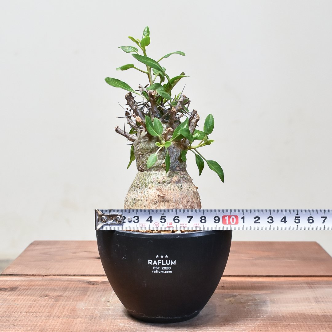 fit=scale-down,w=1200 fit=scale-down,w=1200