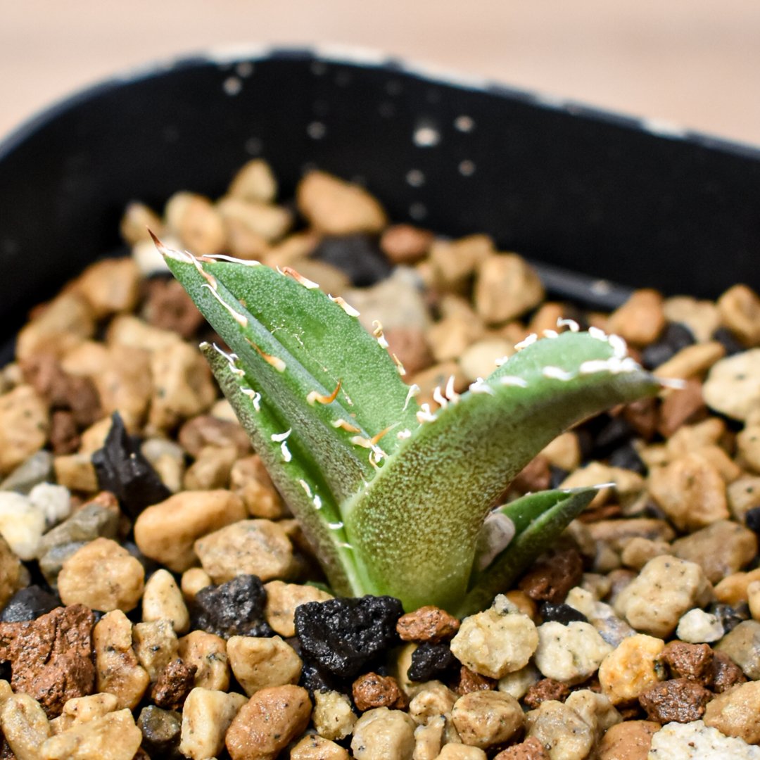 アガベ　チタノタ　キング　皇冠　コレクション株　親株 アガベ チタノタ キング 皇冠 コレクション株 親株