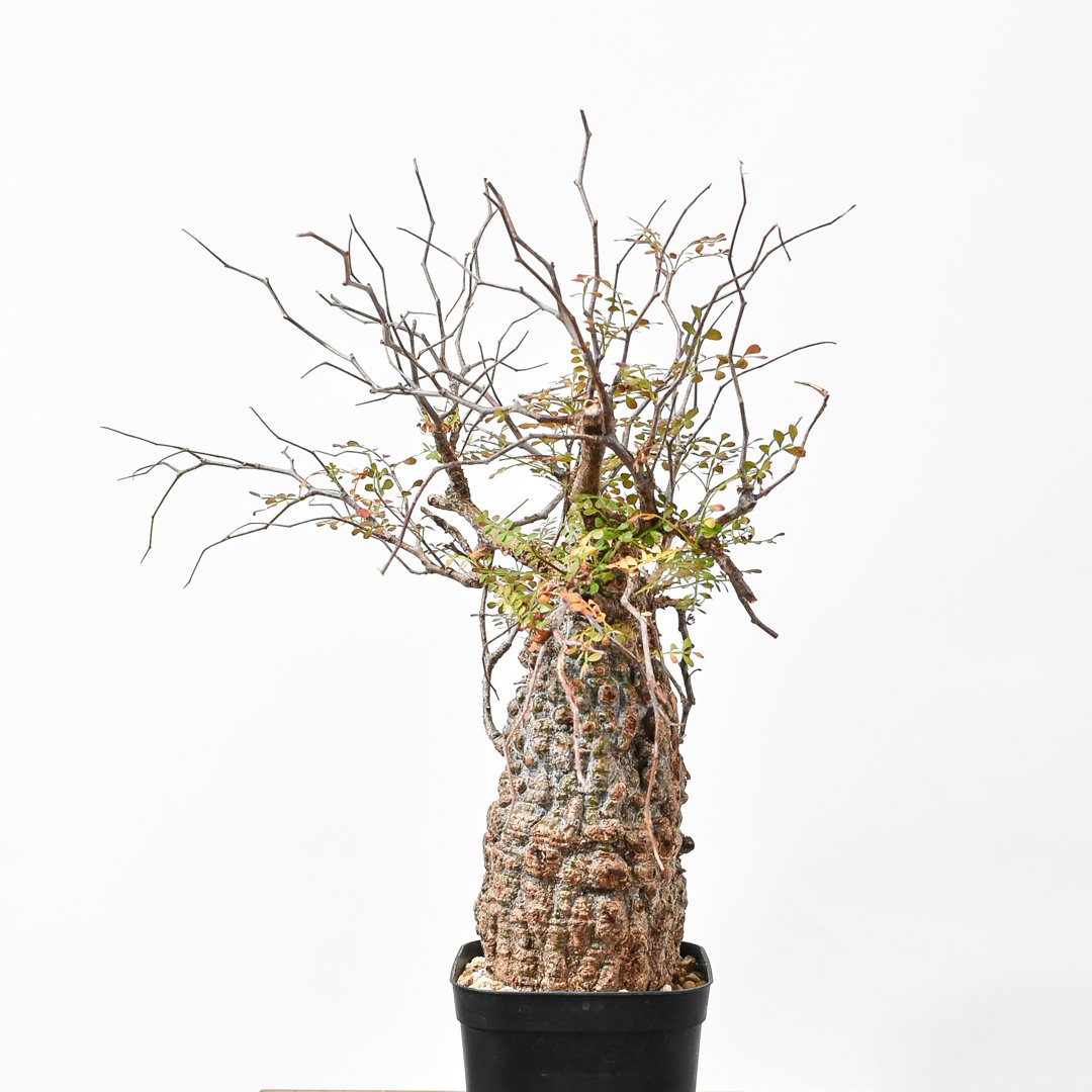 オペルクリカリア パキプス 【現地球/発根済み】HK25010012(T) | RAFLUM