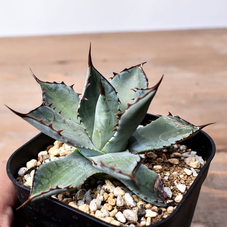 アガベ ハイブリット （パラサナ、イシスメンシス）× 曙光【台湾botanical_seeker産】G RF25011567
