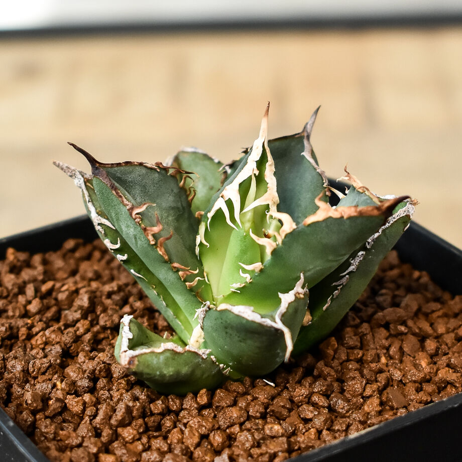 オアハカ　アガベ　チタノタ　微発根 アガベ チタノタ オアハカ Agave titanota Oaxaca 14 | Mellow