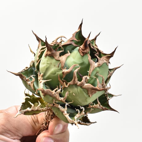 【5CLAW】アガベ チタノタ シーザー / 精品凱撒 【台湾 dragon agave産/中株/抜き苗】RFDG25010972
