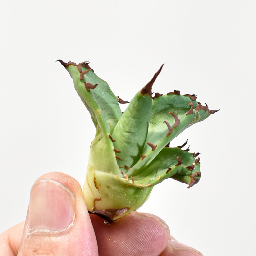 アガベ　チタノタ　翼竜　プテラノドン　発根済み　活着済み 翼竜 agave titanota プテラノドン 発根済子株 アガベ チタノタ 子株