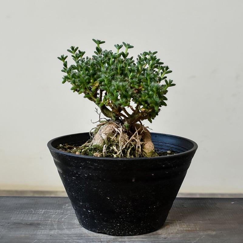アトリエ天山堂 薬用植物 アトリエ天山堂 薬用植物