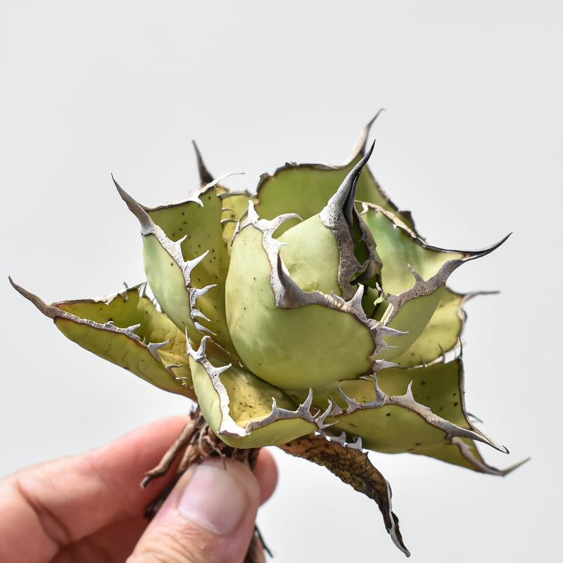 アガベ チタノタ パンダ 