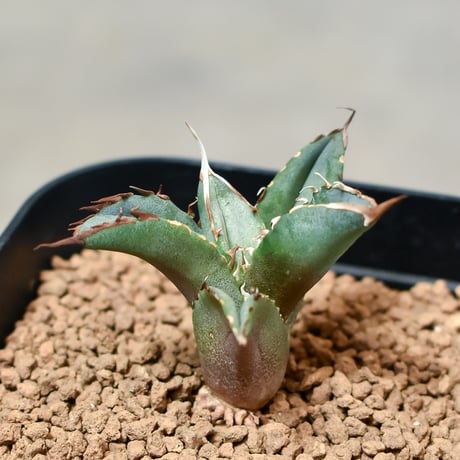 アガベ チタノタ  フェニックス "鳳凰"（発根済み/子株）RF231155