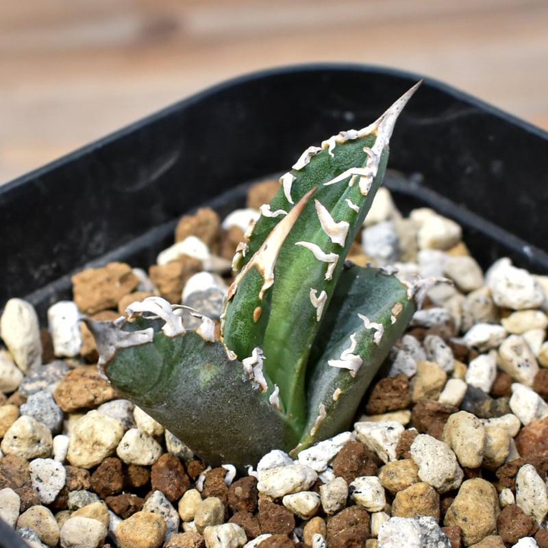 アガベ チタノタ ゴジラ 