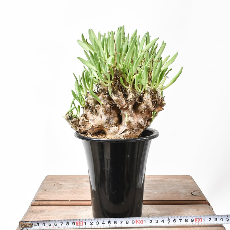 【塊根植物】 万物想 チレコドン レスキュラーツス 発根済み 現地球 塊根植物:チレコドン・レティキュラーツス/万物想(現地球、発根済み)